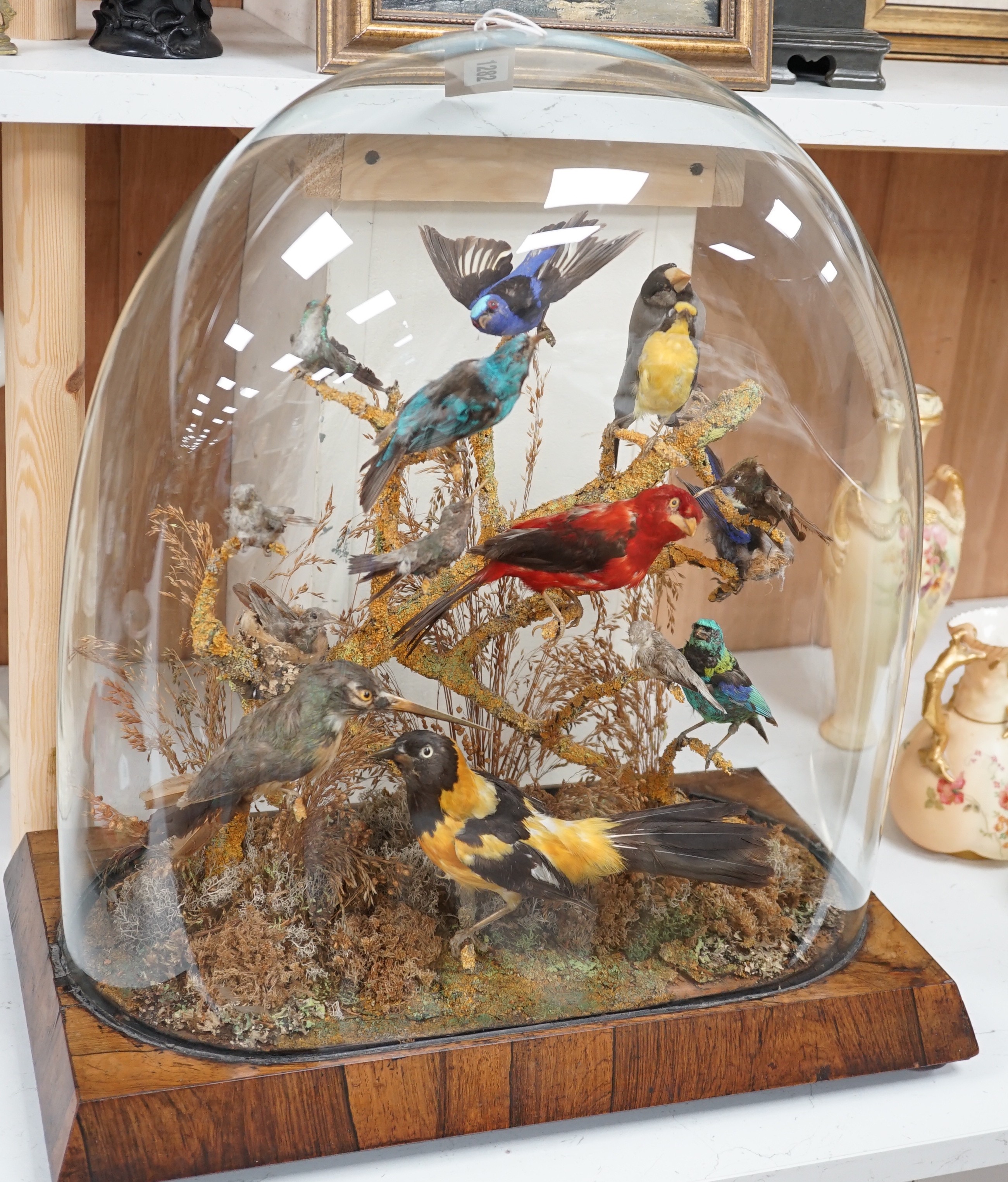 A Victorian taxidermic exotic aviary group of mainly South American birds, to include a Venezuelan troupial, seven-coloured tanager, white-bellied hummingbird etc., under glazed dome. 51.5cm high overall